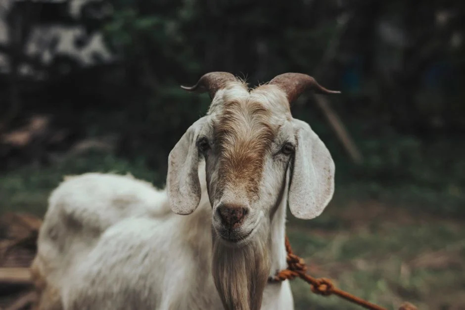 Apa Itu Kambing Gibas dan Cara Merawatnya Dasar-dasar