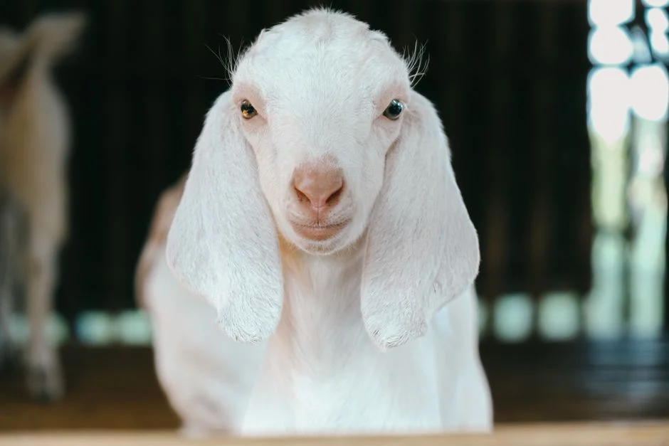 Biaya dan Pertimbangan Sebelum Memulai Usaha Ternak Kambing Gibas