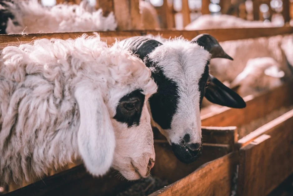 Hal Yang Perlu Diketahui Tentang Ternak Kambing Gibas